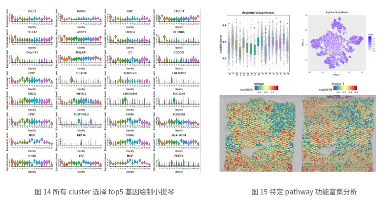 伯豪生物空間轉(zhuǎn)錄組測(cè)序生信分析