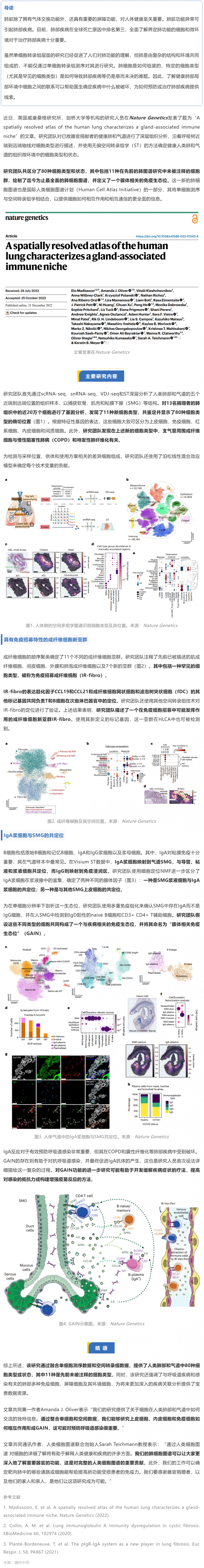 Nat Genet 發布迄今最全面的人類肺細胞空間圖譜，首次揭示腺體相關的免疫生態位