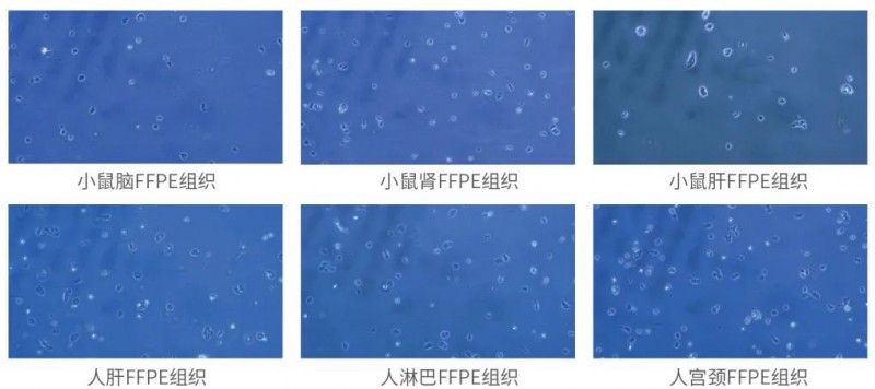 細胞核鏡檢