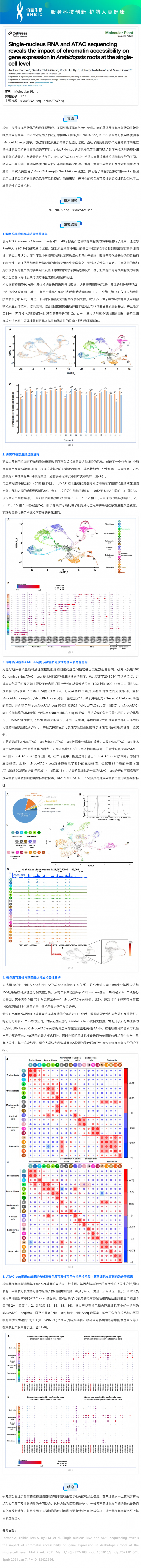 文獻解讀 _ 單核 RNA 和 ATAC 測序揭示了染色質(zhì)可及性對擬南芥根部單細胞水平基因表達的影響