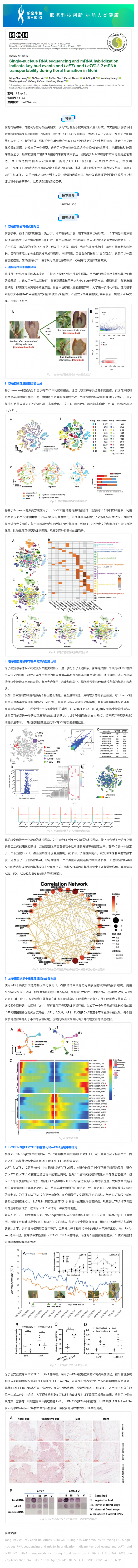 8 月 28 日 文獻解讀_單細胞核 RNA 測序和 mRNA 雜交表明了荔枝在花轉化過程中關鍵芽事件以及 LcFT1 和 LcTF