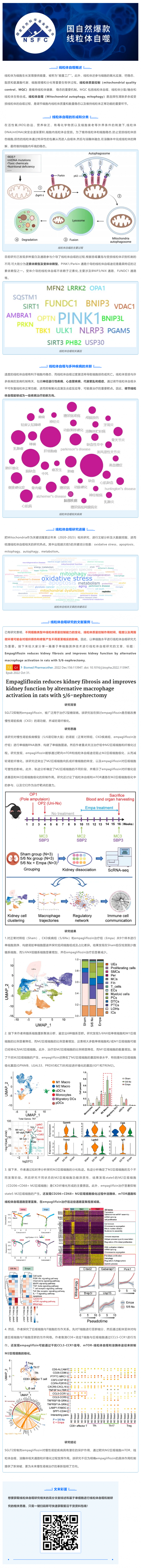 國自然爆款_一文吃透線粒體自噬機制和研究思路，趕緊收藏！